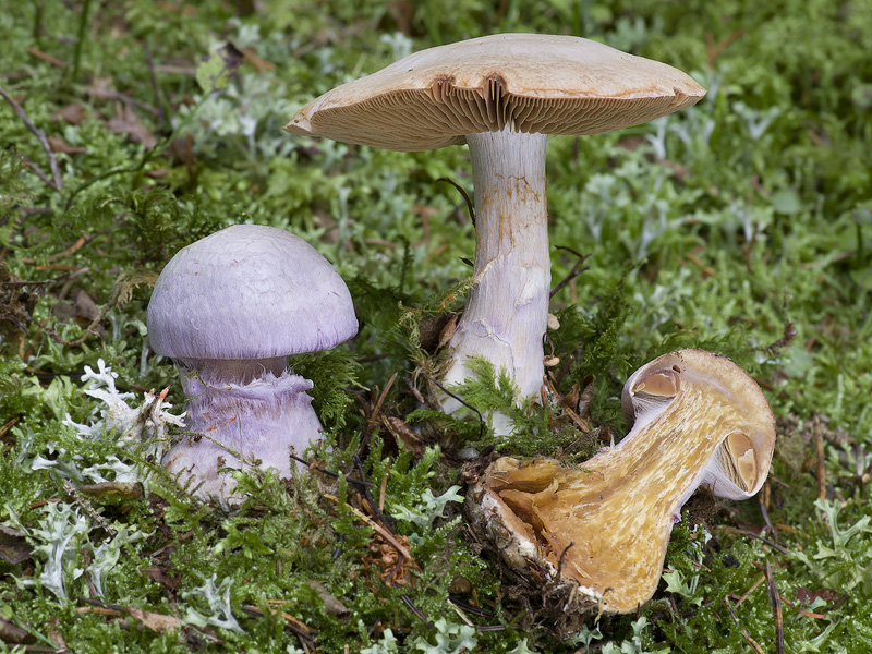 Cortinarius traganus